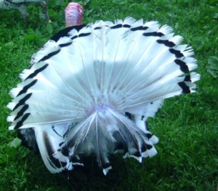 MON TRUC EN PLUMES - LES FOLIES'PARCS